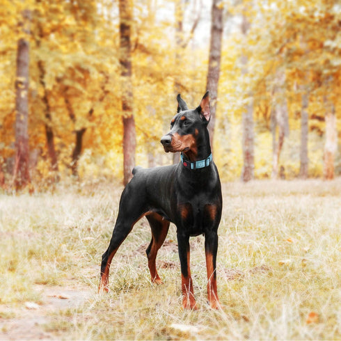 haapaw Martingale Dog Collar 2 Packs with Quick Release Buckle, Reflective Training Collars for Small Medium Large Dogs