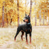 haapaw Martingale Dog Collar 2 Packs with Quick Release Buckle, Reflective Training Collars for Small Medium Large Dogs
