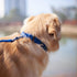 Hyhug Pets Premium Durable Nylon Anti-Escape Martingale Collar for Dogs, Comfy and Safe, Medium, Classic Blue
