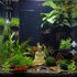 Ailindany 2PCS Crystal Glass Aquatic Plant Cup Pot Holder with Suction Cups for Fish Tank Aquarium Decor