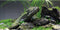 AWERT 48x18 inches Stone Aquarium Background, Aquatic Plant River Bed & Lake Seaweed Vinyl Background