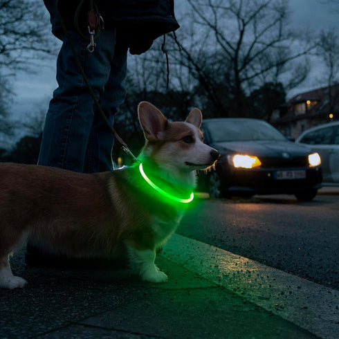 HIGO Light Up Dog Collars, USB Rechargeable LED Dog Collar, High Visibility Puppy Collar for Night Walking (Green)