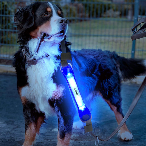 LaRoo Light Up Dog Collar with Nylon Stickers, Universal Glowing Accessories for Leash Harness, Silicone Waterproof LED