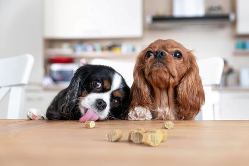 Hive Dog Training Treats — Healthy, Non-GMO, Natural Peanut Butter Flavored, Grain Free Dog Treats Made in The USA