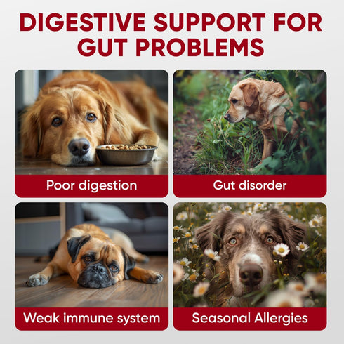 Immune Probiotics for Dogs Digestive Health - Probiotic Chews for Gut Health, Itchy Skin Yeast, Diarrhea - USA Product