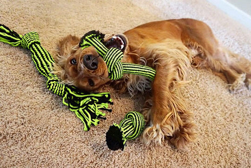 Jolly Pets Knot-N-Chew Large/X-Large Squeaker Dog Toy - Green/Black, JTJP043