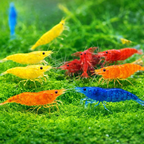 15+ Mixed Color High Grade Neocaridina Live Freshwater Shrimps for Aquarium Bignner