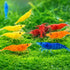 15+ Mixed Color High Grade Neocaridina Live Freshwater Shrimps for Aquarium Bignner