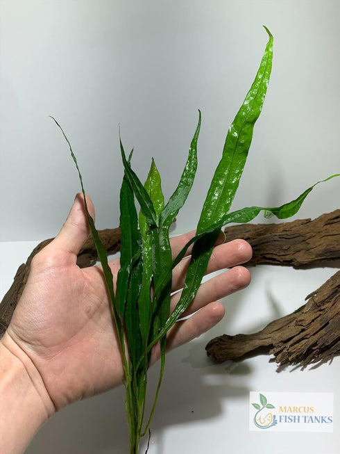 2 1 Marcus Fish Tanks Java Fern Microsorum Pteropus Easy Low Light Live Aquarium Plant - Buy Get