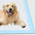 Dog Training Pads 22x22, 50 Count Waterproof Pee Pads for Dogs and Puppies, Leak-Proof for Playpen
