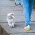 Dog Leash Snap Clip Clasp Swivel Heavy Duty Pet Leashes Clips Key Chain 3 Inch 6 PCS for Linking Pet Collar