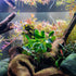 #2 (3-5 SubstrateSource Bucephalandra Titan Live Aquarium Plant - Natural Freshwater Fish Tank Decorations, Aquatic