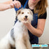 PrimePets Flea Comb for Cat and Dog - Pet Hair Removal Comb