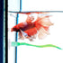 WILLBOND 2 Pieces Silicone Betta Bed Leaf Hammock, Comfortable Resting Spot for Betta Fish (Green)