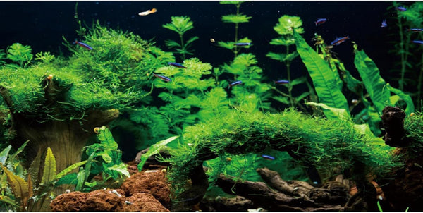 AWERT 24x16 inches River Bed & Lake Fish Tank Background, Seagrass Aquarium Background Vinyl