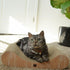 Necoichi Cardboard Cat Scratcher Bed, Horizontal Scratch Pad Lounger with Extra Comfort (18" Regular, Oak)