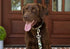 Country Brook Petz Deluxe Woodland Bone Camo Dog Collar, Made in The U.S.A., 1 Inch, Medium