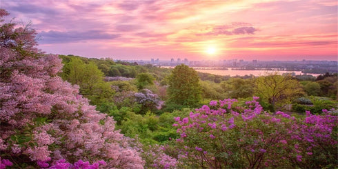 AWERT 72x24 inches Spring Cherry Blossom Terrarium Background with Pink Flower Tree Sunset for Aquariums