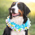 Midlee Blue Birthday Pom Pom Dog Collar, X-Large