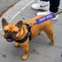 Deaf Dog Leash Wrap, Deaf Awareness Dog Sleeve, Social Distancing Dog Patch (Deaf Dog)