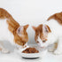 4 Pack Cat Food Bowl with Nonslip Silicone Bottom,Healthy Ceramic Pet Bowls for Indoor Cats,Anti Whisker Fatigue Cat Dishes Set,Shallow Wide Kitten Puppy Feeding Plates for Wet Food and Water
