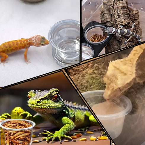 Small Reptile Food Plastic Replacement Cup, 1 oz Worm Water Dish Feeder for Tortoise, Lizard, Bearded Dragon