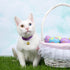 24 Sets Mixed Color Cat Bells for Pet Collar Pendant Accessories for Cats and Dogs