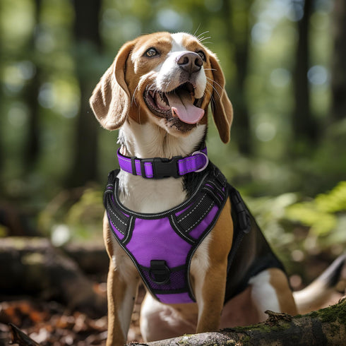 Joytale Reflective Dog Collar - Soft Neoprene Padded Breathable Nylon, Adjustable for Medium Dogs, Purple, M