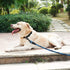 BTINESFUL Tie-Out Check Cord Long Rope Dog Leash, 8ft 12ft 20ft 30ft 50ft for Large Medium Small Dogs