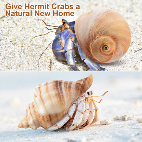 11PCS Hermit Crab Shells, Natural Sea Conch Size 1.5"-3.5" for Small to Medium Crabs