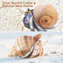11PCS Hermit Crab Shells, Natural Sea Conch Size 1.5"-3.5" for Small to Medium Crabs