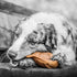 Pet Qwerks Pigs Ear BarkBone - 6" Nylon Dog Bone for Aggressive Chewers with Bacon Flavor