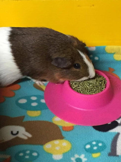 Tip-Proof Ergonomic Pet Bowl, 1/4-Cup Small Size for Guinea Pig and Other Small Pets, Fuchsia (Pink)