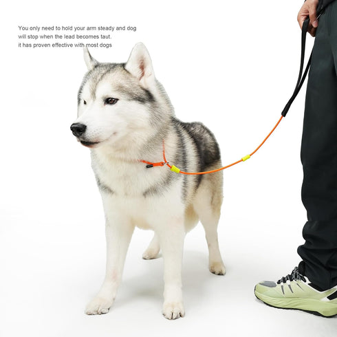 Dog Leash, Strong Lightweight Pet Training Leash for Small, Medium, or Large Dogs, Slip Leads (Black, 4ft)