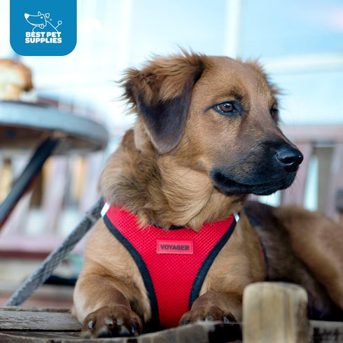 Best Pet Supplies No Pull Harness - Reflective, All Weather Mesh for Small, Medium Dogs, Cats - Turquoise, XL