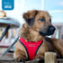 Best Pet Supplies No Pull Harness - Reflective, All Weather Mesh for Small, Medium Dogs, Cats - Turquoise, XL