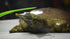 Aquatic Foods Inc. 5oz. 1/2'' 1&1/4'' 5oz Freeze Dried Red Shrimp to for Tropical Fish, Marine Large Cichlids, Koi