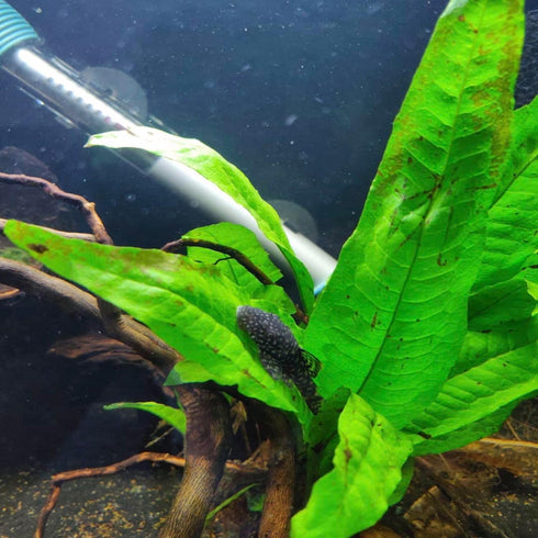 Generic Java Fern and Anubias Aquarium Plant Bundle - Live Freshwater Plants for Aquascaping, Low Maintenance, Easy