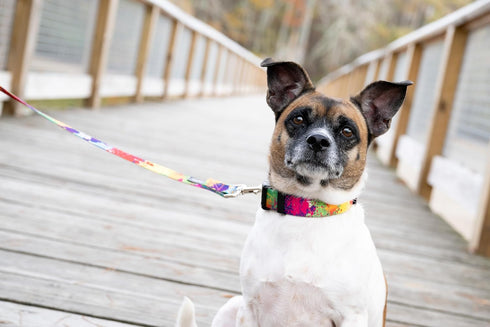 Country Brook Petz Deluxe Paint Splatter Dog Collar - Made in The U.S.A., Groovy Collection (1 Inch, Large)