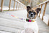 Country Brook Petz Deluxe Paint Splatter Dog Collar - Made in The U.S.A., Groovy Collection (1 Inch, Large)