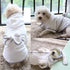 Hooded Microfiber Dog Bathrobe - Fast Drying Towel for Pets (XL, White)