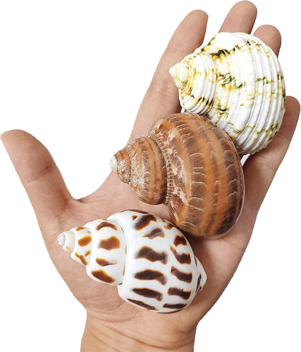 3 PCS Natural Hermit Crab Shells - 2~2.7 Inch with Opening Size 1~1.3 Inch Supplies