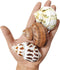 3 PCS Natural Hermit Crab Shells - 2~2.7 Inch with Opening Size 1~1.3 Inch Supplies