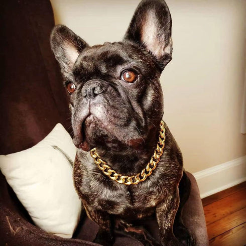 txprodogchains Big Dog Chain Collar - Heavy Duty 19MM Thick Wide Stainless Steel Metal 18K Gold Cuban Link for Large