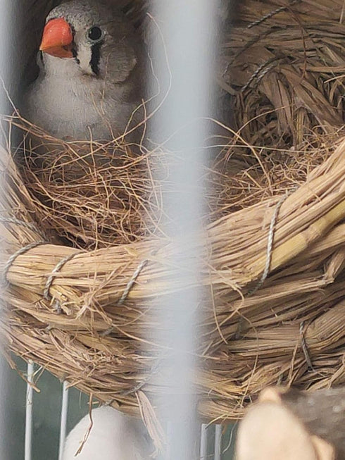 Coconut Fiber, 4.5oz Comfortable Bedding for Small Birds and Animals, Nest Material for Nest Building