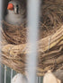 Coconut Fiber, 4.5oz Comfortable Bedding for Small Birds and Animals, Nest Material for Nest Building