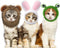 Xuniea 3 Pieces Cat Hat Costume, Adjustable Pet Headwear with Rabbit Ears for Kitten Halloween Party Photo Prop