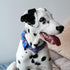 Lionet Paws Patriotic Dog Collar with Bowtie - Soft Comfortable Adjustable American Flag Collar for Dogs (Medium, Neck