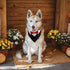 1 Piece Red Formal Dog Tuxedo Bandana with Bow Tie and Neck Tie for Dogs and Cats, L