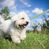 azuza Dog Collar and Leash Set - Cute Patterns on Nylon Collar and Matching Leash for Medium Dogs
